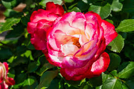Plant pinks in full sun, partial shade or anywhere they will receive at least 6 hours of sun. 7 Amazing Roses That Shine In The Shade