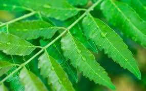 Espinacas canela arándanos berros plantas que curan o controla la diabetes las. Neem Propiedades Y Beneficios Usos Planta Neem Nimbo