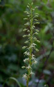 Image result for Habenaria disparilis
