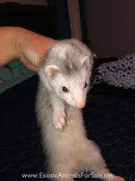 Maybe you would like to learn more about one of these? Ferrets For Sale