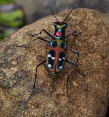 Tiger Beetle Japan Jpg 484 522 Japanese Tiger Beetle Longhorn Beetle