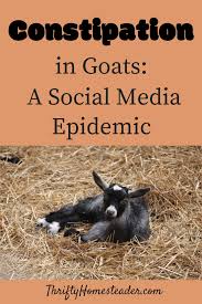 Pin On Homestead Goats