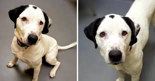 Canine Misplaced Household In Hearth Unfold His Unhappy Story And Assist Him Discover A Residence Ear Animal Shelters Near Me Animal Shelter Christmas Animals