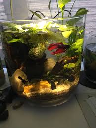 Betta Need 2 5 Gallons A Place To Hide Temperatures Of 72 80 Degrees Fahrenheit And A Filter This Doesn T Pr Betta Aquarium Plants In Jars Cool Fish Tanks