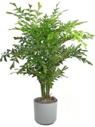 Maybe you would like to learn more about one of these? 9 Best Indoor Palms In India Palms For Your Homes And Offices