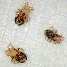 We guarantee our work for up. How To Deal With The Tiny Itch Inducing Bird Mite Wiscontext