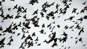cover tips bird calls names for birds birds