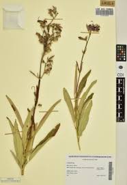 Image result for Dissotis longisepala