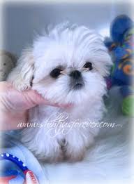 Looking for imperial shih tzu, teacup shih tzu, imperial shih tzu for sale. 200 Cuties Ideas Shih Tzu Puppies Shih Tzu Puppy
