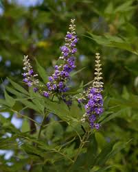 Image result for Vitex mombassae