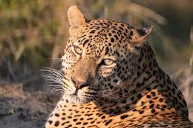 Image result for Hyparrhenia bracteata