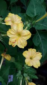 Maybe you would like to learn more about one of these? Mirabilis Jalapa Virtual Flowers Yellow Plants Plant Leaves