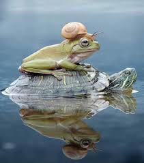 Twitter Animals Funny Animals Animals Beautiful