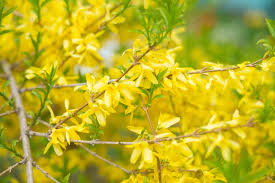 The best time for trimming forsythia is in the spring after the blooms fade. Forsythia Bush Care Growing Pruning Tips Horticulture