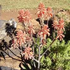 Image result for Aloe cameronii × greatheadii