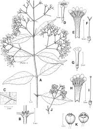 Image result for Rogiera cordata
