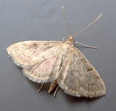 Image result for Anania perlucidalis