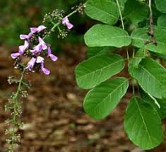 Image result for Terminalia stuhlmannii