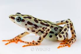 Image result for Argocoffeopsis eketensis