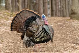 Image result for turkey hunting georgia