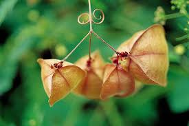 Image result for Cardiospermum halicacabum