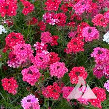 Image result for Verbena × teasii