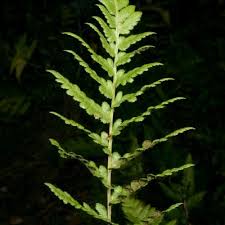Image result for Dryopteris athamantica