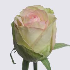 Patrick's day celebration the weekend before with a pub crawl starting at pub fiction, 2303 smith street! St Patrick Rose Plant Roses Grown By Van Lier Nurseries Ltd