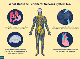 This diagram shows the components of the central nervous system. How The Peripheral Nervous System Works