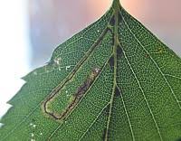 Image result for Stigmella confusella