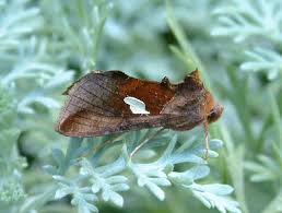 Image result for Autographa bractea