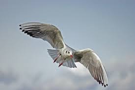 What Do Seagulls Eat Seagull Diet List Bird Feeder Expert