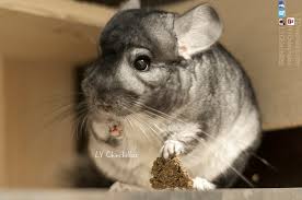 Check out our nyc chinchilla selection for the very best in unique or custom, handmade pieces from our shops. Chin To Chin Relationships Ly Chinchillas