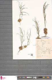 Image result for Euclasta condylotricha