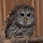 Big Owls Hoot, Little Owls Toot