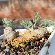 Image result for Monsonia