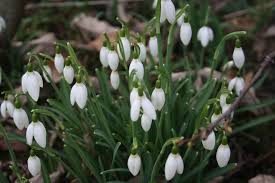 Snowdrops A Gardener In France