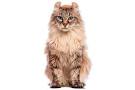 American Curl Cat Breed - Complete Description, Pictures ...