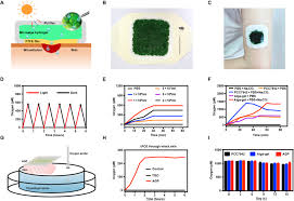 Adequate dissolved oxygen concentrations are critical during all phases of striped bass and hybrid culture. Dissolved Oxygen From Microalgae Gel Patch Promotes Chronic Wound Healing In Diabetes Science Advances