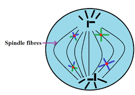 It is essentially similar to mitosis. What Happens During Anaphase 1 Of Meiosis Quora