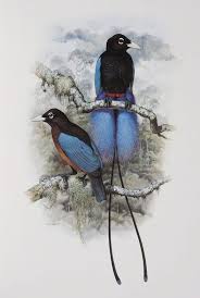 Bird Of Paradise Painting Image Result For Bill Cooper Birds Of Paradise Paintings Historia Natural Passaros Pintados Animais De Estimacao