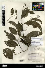 Image result for Hippocratea goetzei