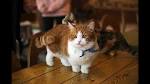 Munchkin cat - Wikipedia
