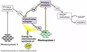 This takes place in the chloroplast of plant cells. Plants Have Chloroplasts But No Mitochondria Is This Statement True Or False Quora