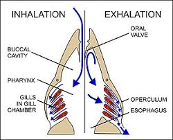 How to deal with bones when you cook shad or other bony fish. Fish Physiology Wikipedia