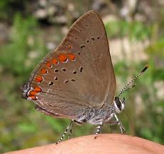 Image result for Satyrium compactum