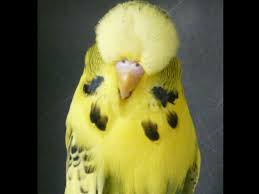 World Champion 2013 2014 Recessive Pied Grey Green Pet Birds Beautiful Birds Show Budgies
