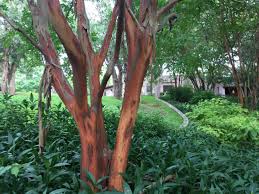 Check spelling or type a new query. Crape Myrtle Natchez Garden Style San Antonio