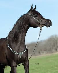 Pin On Beautiful Arabian Mares