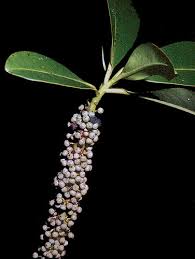 Image result for Myrsine